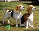 Beagles Soltau